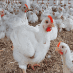اقوى رافع مناعه للدواجن