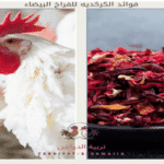 فوائد الكركديه للفراخ البيضاء