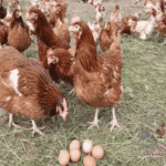 شكل الفراخ الساسو بلصور وما هى مميزات وعيوب الفراخ الساسو