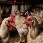 علاج الجدرى عند الفراخ البلدى