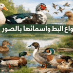 "صورة لمختلف أنواع البط في بيئة طبيعية، بما في ذلك البط الأبيض العين (White-eyed Duck)، البط البكيني، المسكوفي، البط البري والمهاجر، مع عنوان 'أنواع البط وأسمائها بالصور'، تُظهر البط في الماء وعلى اليابسة والطيور المهاجرة في السماء.