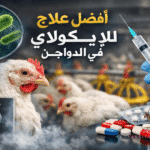 افضل علاج للايكولاي في الدواجن