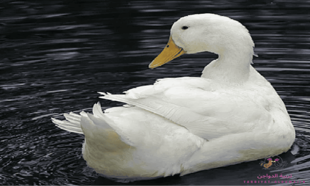 أنواع البط واسمائها بالصور