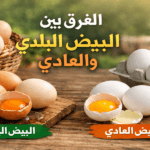 الفرق بين البيض البلدي والعادي