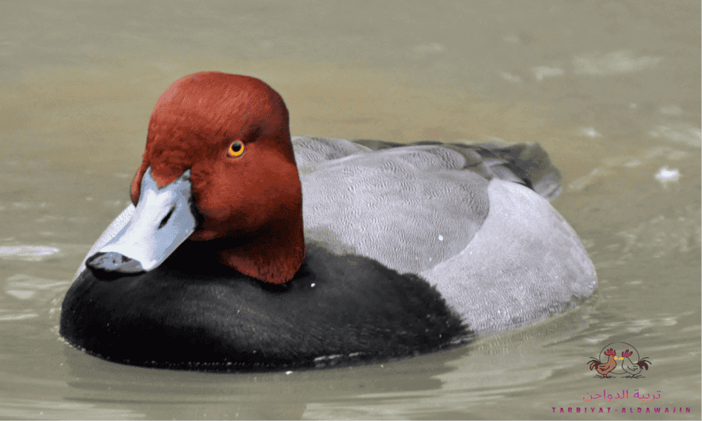 أنواع البط واسمائها بالصور