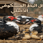 صورة توضح شكل البطة المسكوفية