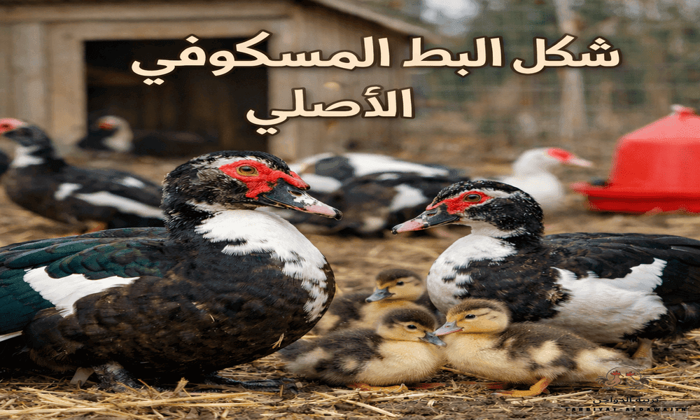 صورة توضح شكل البطة المسكوفية