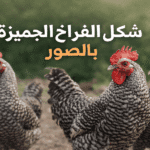 شكل الفراخ الجميزة بالصور