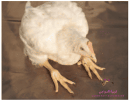 ميكروب الايكولاى فى الدواجن