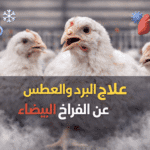 علاج البرد والعطس عند الفراخ البيضاء عمر 30 يوم وعمر 25 يوم وعمر 15 يوم