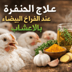 علاج الخنفرة عند الفراخ البيضاء بالأعشاب خطوة بخطوة وفق أسس علمية