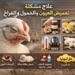 اسباب و علاج مشكلة تغميض العيون والخمول في الفراخ