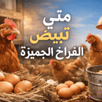 متى تبيض الفراخ الجميزة؟ وما هو سبب تاخر البيض