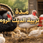 تعرّف على مدة تربية الديك الرومي بالتفصيل