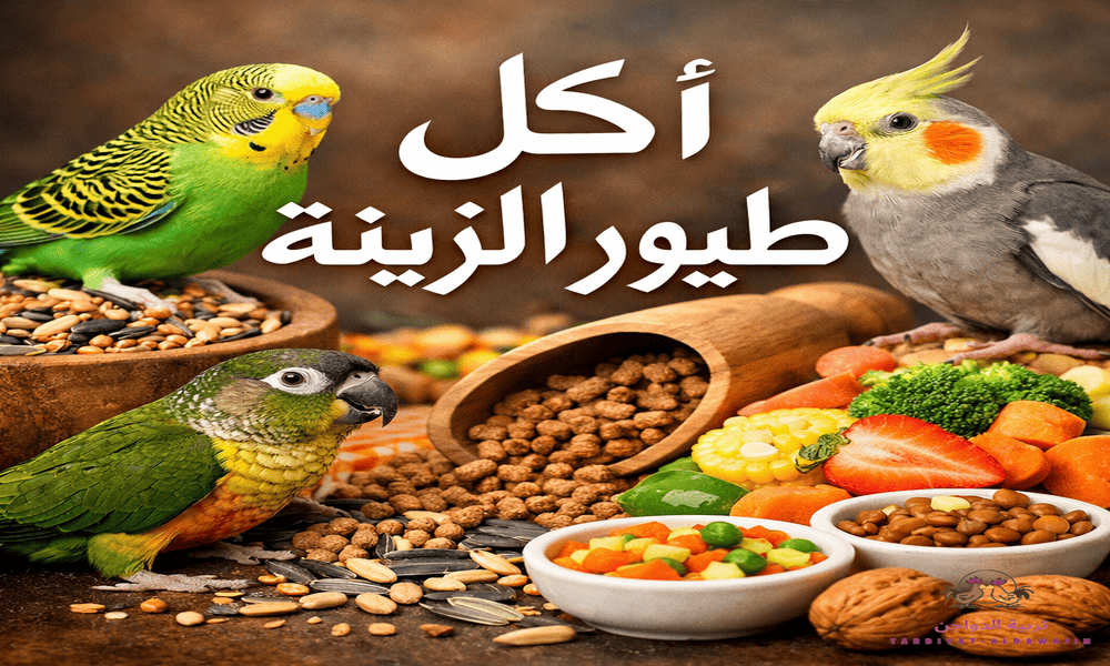 اكل طيور الزينة