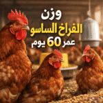وزن الفراخ الساسو عمر 60 يوم