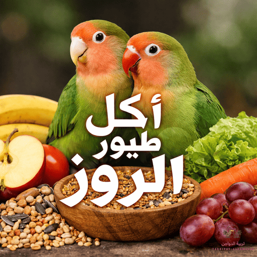 دليل مبتدئين ومتقدمين في اكل طيور الروز للحفاظ على الحيوية والتكاثر