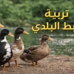 صور البط البلدى