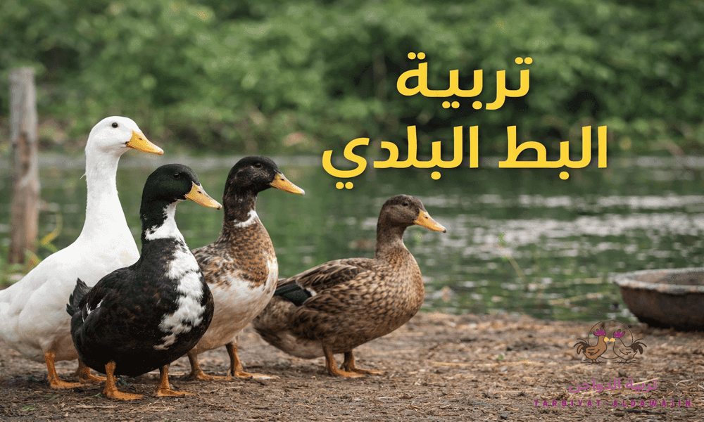 صور البط البلدى