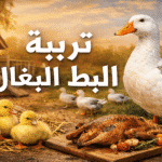 كم يصل وزن البط البغال