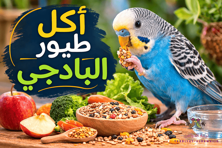 أكل طيور البادجي: وما هي الأطعمة التي يُنصح بها والممنوعة