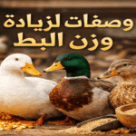 وصفات لزيادة وزن البط خلال أسابيع قليلة بخطوات سهلة واقتصادية
