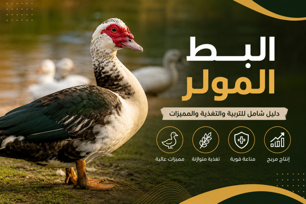 كيفية تربية البط المولر بطريقة صحيحة وتحقيق أفضل النتائج