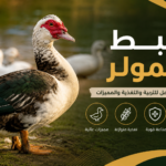كيفية تربية البط المولر بطريقة صحيحة وتحقيق أفضل النتائج