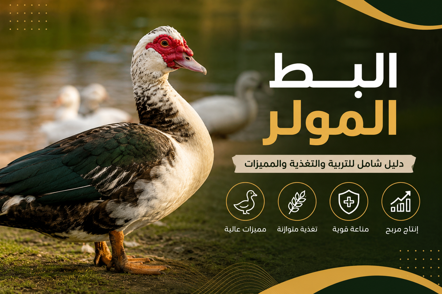 كيفية تربية البط المولر بطريقة صحيحة وتحقيق أفضل النتائج